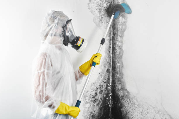 Best Crawl Space Mold Remediation  in Bling, AR