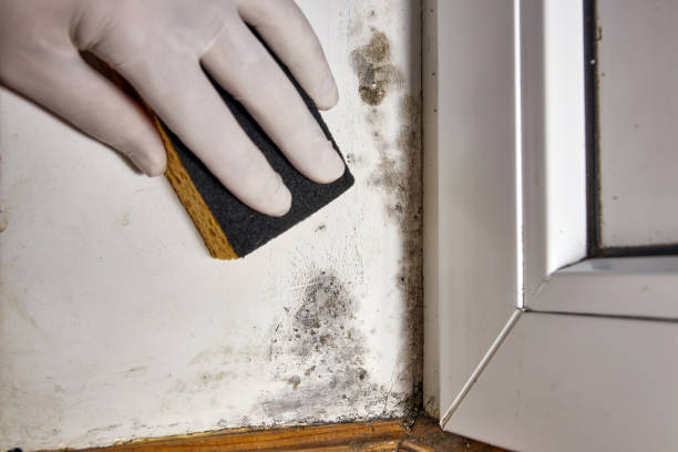 Best Post-Construction Mold Inspection  in Bling, AR